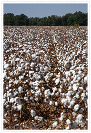 Cotton Field, MS  I