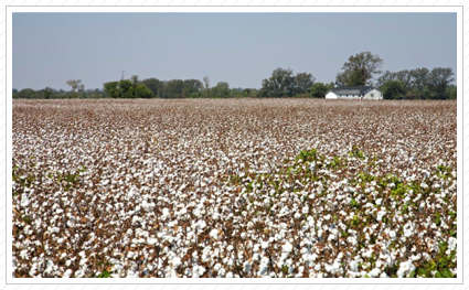 Farm in Cotton Field, MS