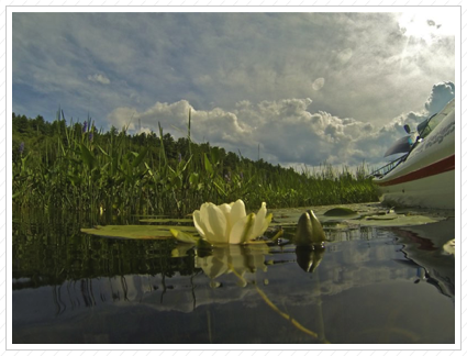 Water Lily, Lake George ©