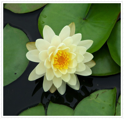 Yellow Water Lily, NYBG ©