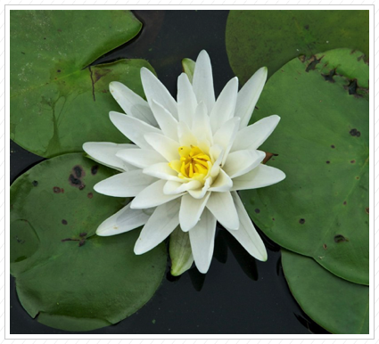 White Water Lily, NYBG ©