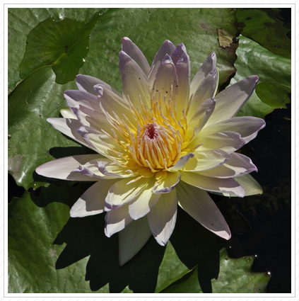 Tropical Water Lily, NYBG ©