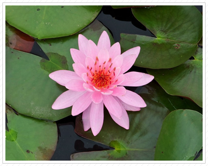 Pink Water Lily, NYBG ©