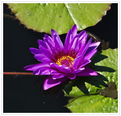 Purple Hardy Water Lily, NYBG ©