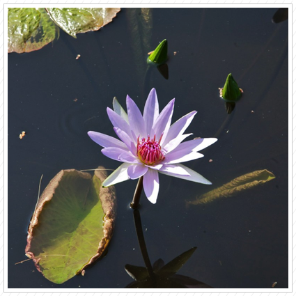 Purple Water Lily, Longwood Garden ©