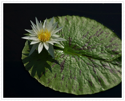 White Water Lily, Longwood Garden ©