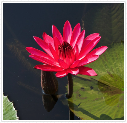 Red Water Lily, Longwood Garden ©