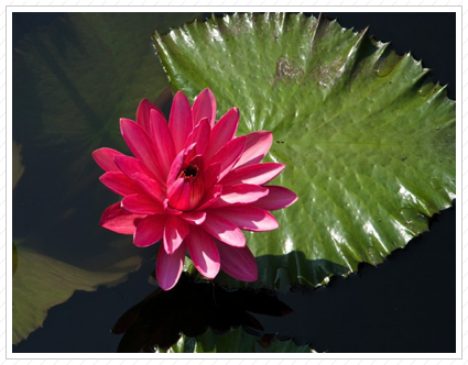 Pink Water Lily, Longwood Garden ©