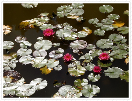 Water Lilies, Ringwood