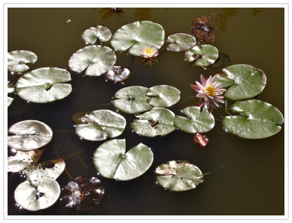 Water Lily, Ringwood