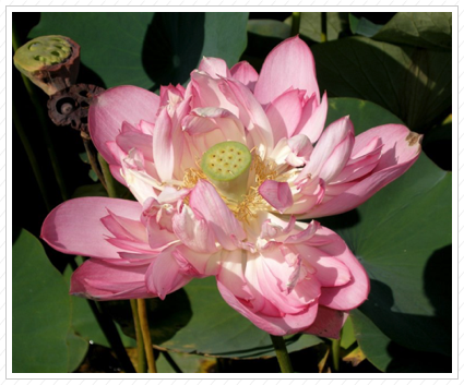 Lotus Blossom, NYBG ©
