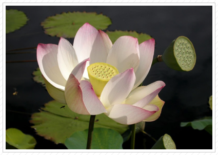 Lotus Blossom, NYBG ©