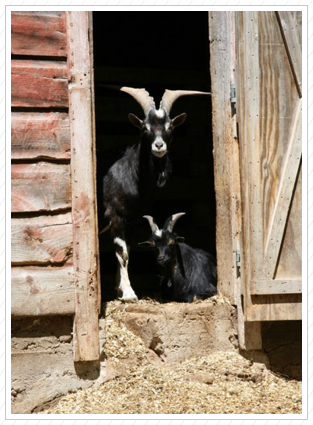 Billy Goats ©