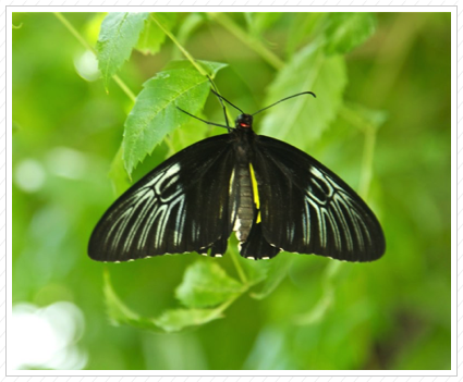 Key West Butterfly Garden ©