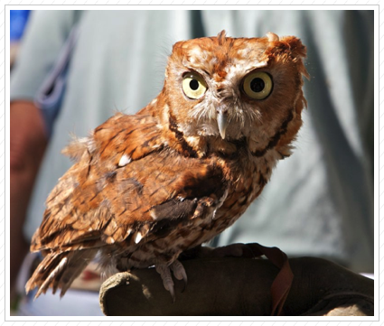 Screech Owl, Wilmington