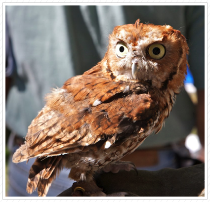 Screech Owl, Wilmington