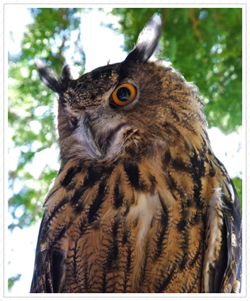 Great Horned Owl, Wilmington