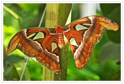 Giant Moth, Key West Butterfly Garden ©